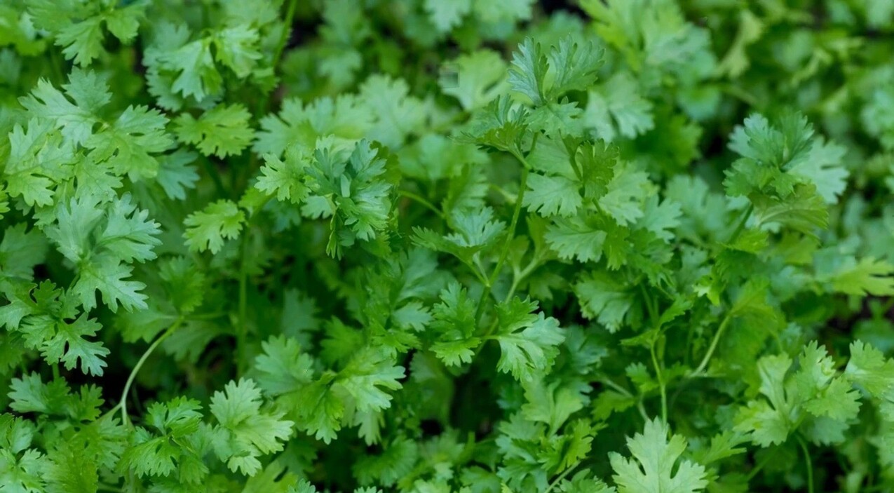 Leafy Coriander