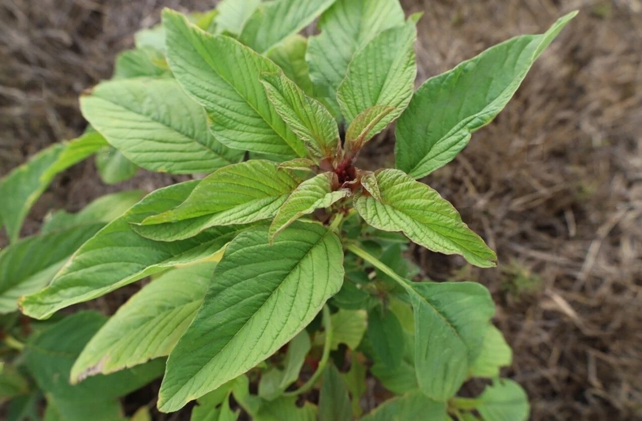 Amaranthus