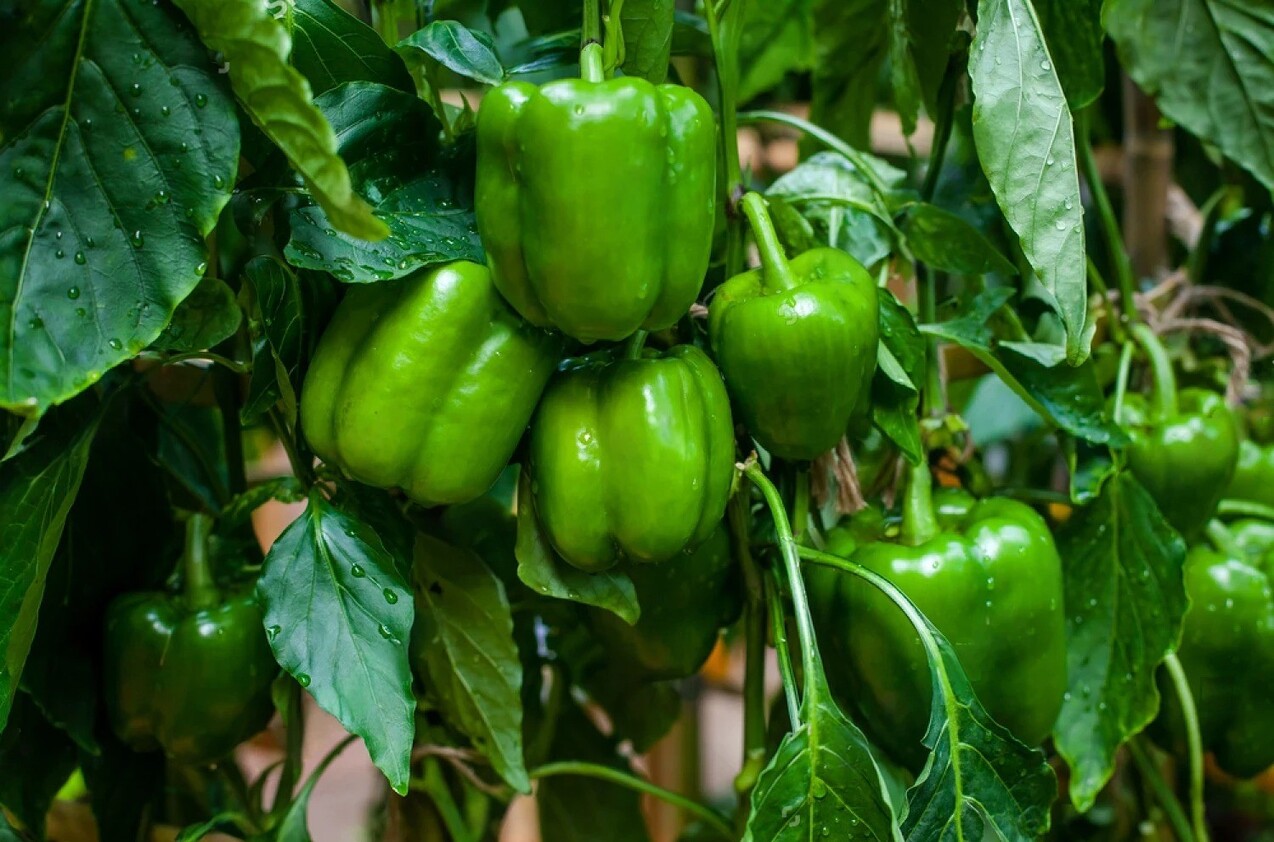 Capsicum